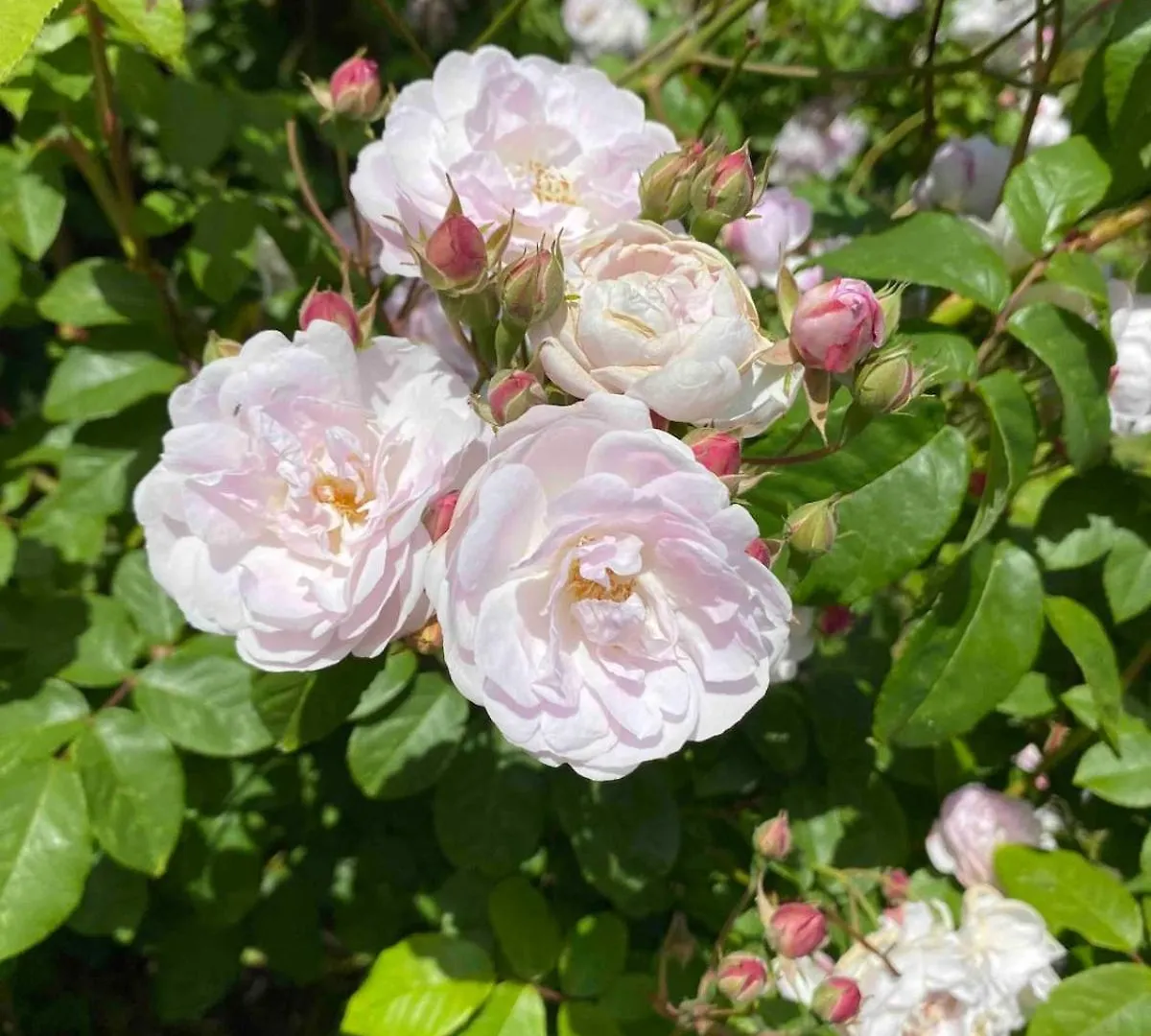 הוילה Magnifique Longere Au Coeur De Trégastel